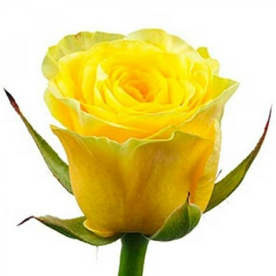 Желтые розы: описание и выращивание лучших сортов