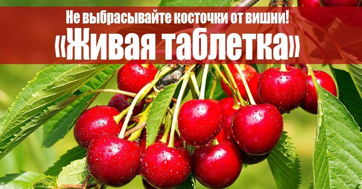Косточки из фруктов: польза или яд для организма? // нтв.ru