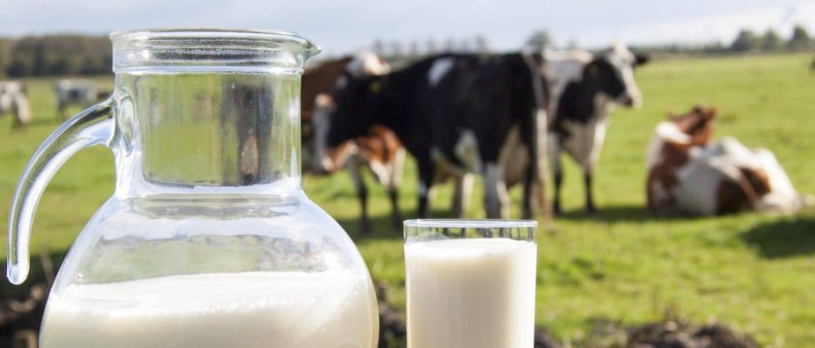 Сколько корова дает молока в день? среднее количество литров за сутки зимой и летом. как увеличить надой? каков средний удой за одну дойку?