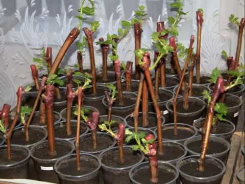 Размножение винограда черенками весной - пошаговая инструкция!