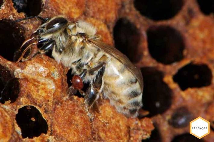 Что такое отводки пчел и как их делать?