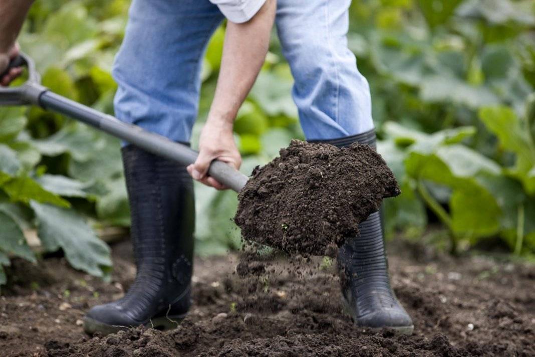 Как определить кислотность почвы по сорнякам и еще 7 вопросов об удобрении огорода. как определить ph почвы и какими удобрениями корректировать ее