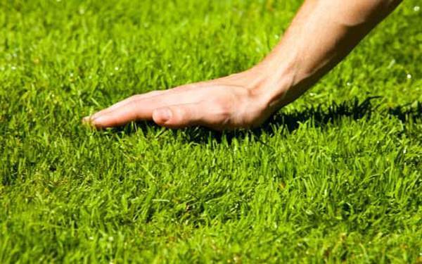 Как сеять газонную траву весной: общая технология и ценные советы