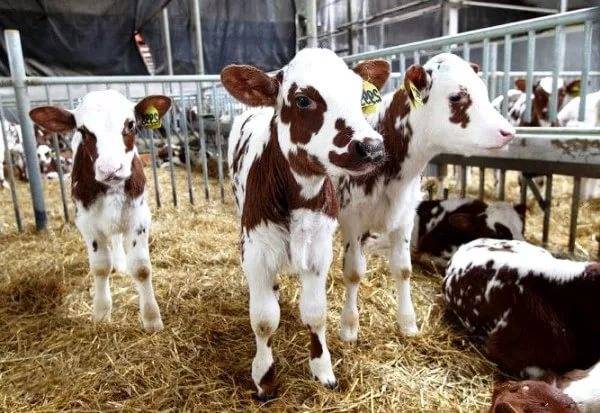 Айрширская порода коров выращивание корма болезни коровник