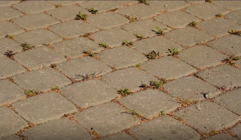 Несколько способов очищения дорожки из тротуарной плитки травы и мха
