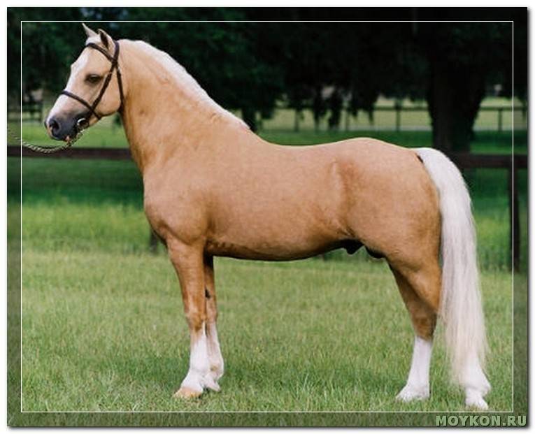 Лошадиные масти: описание лошадей белой, караковой, черной, коричневой, рыжей мастей