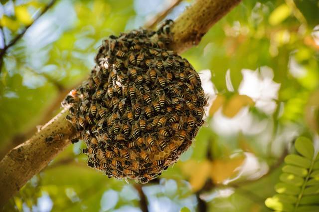 О земляных пчелах: как избавиться от земляных пчел на участке, пчелы в земле