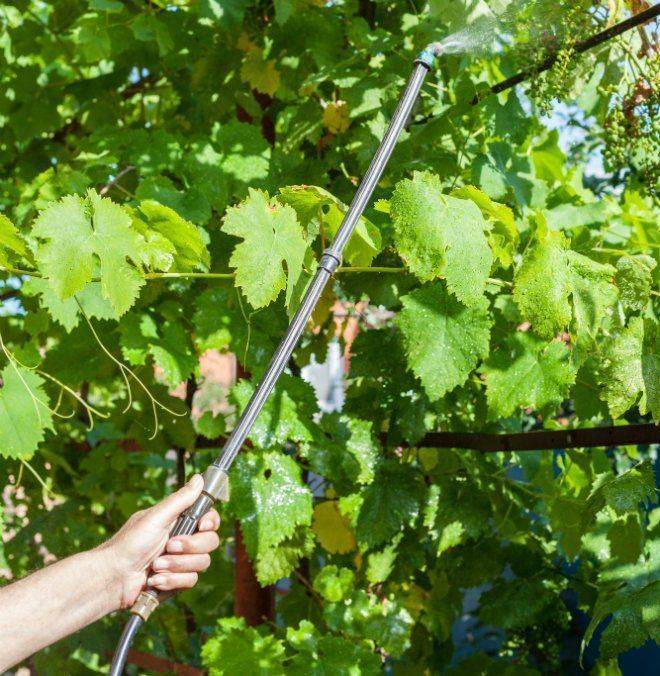Чем обработать виноград весной после открытия от болезней и вредителей