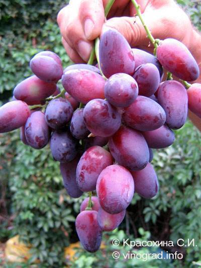 В чем достоинства и недостатки синих сортов винограда