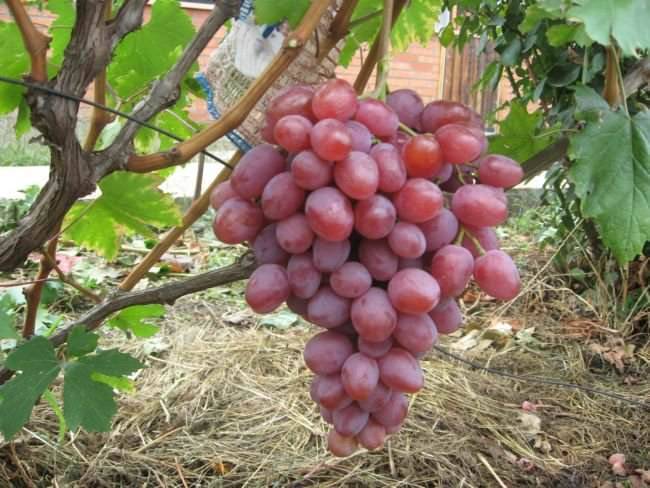 Виноград анюта: описание, характеристика, посадка и уход