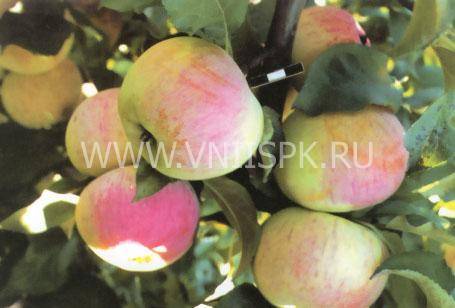 Яблоня орловское полосатое — морозостойкий сорт, дающий до 80 кг плодов с дерева