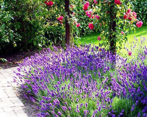 Лучшие однолетние цветы — неприхотливо односезонные цветы украшают ваш сад весь теплый сезон