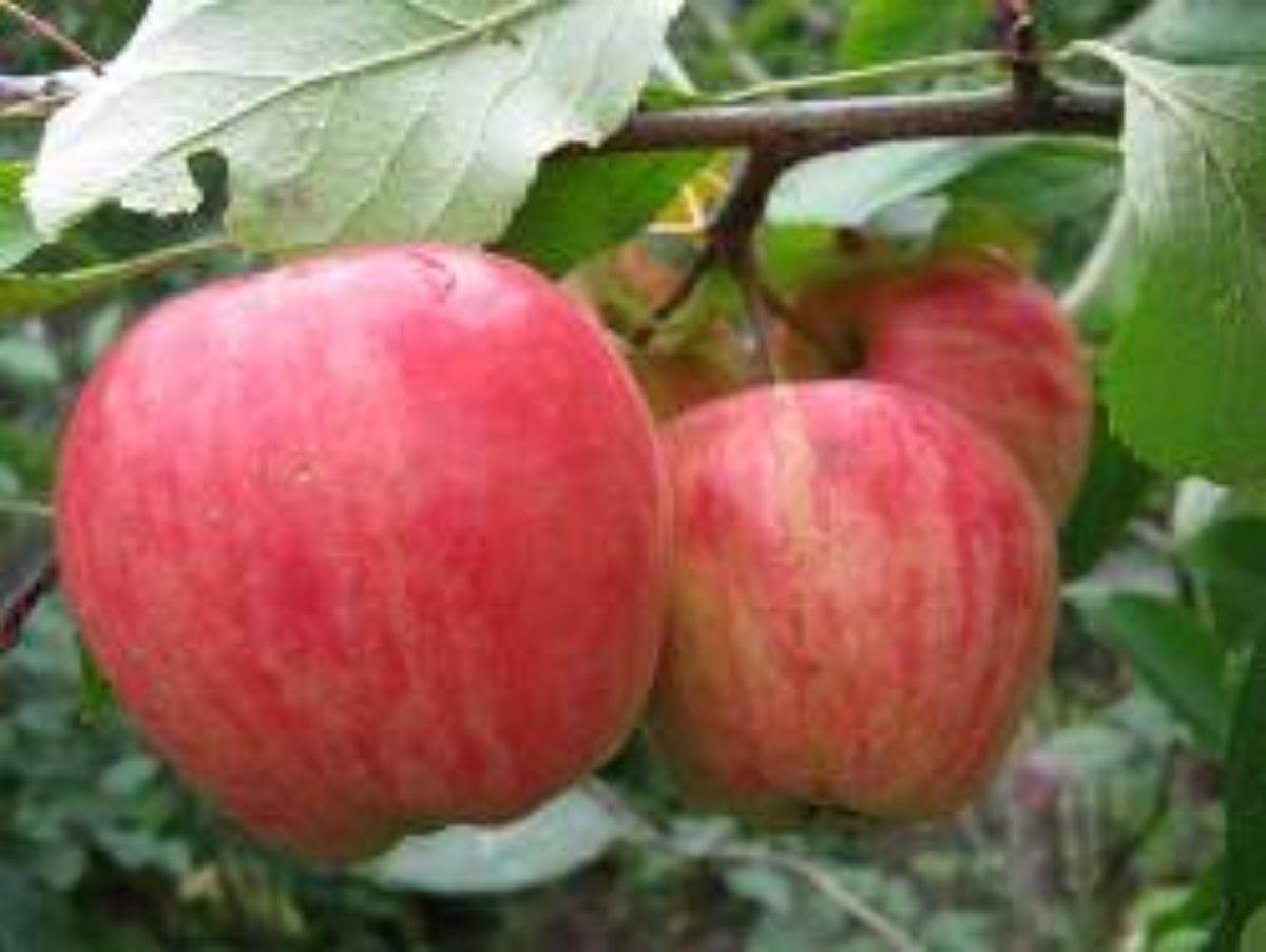 Яблоня штрейфлинг – 8 особенностей и 10 советов по посадке и уходу