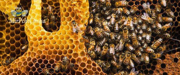 Способы размножения пчёл: отводками, маточниками, делением