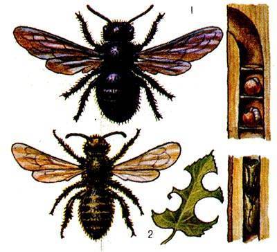 Кавказские пчелы: преимущества и недостатки породы