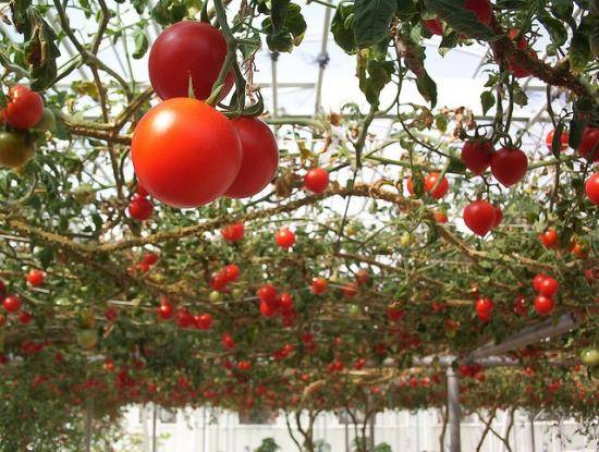 Рецепты подкормок рассады помидоров. чем удобрять до и после пикировки?