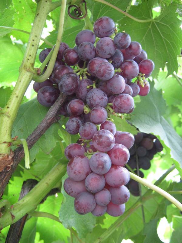 Виноград низина: описание сорта, фото, отзывы
