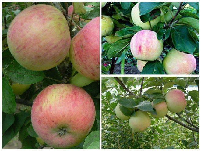 Уральские яблони сорта описание фото