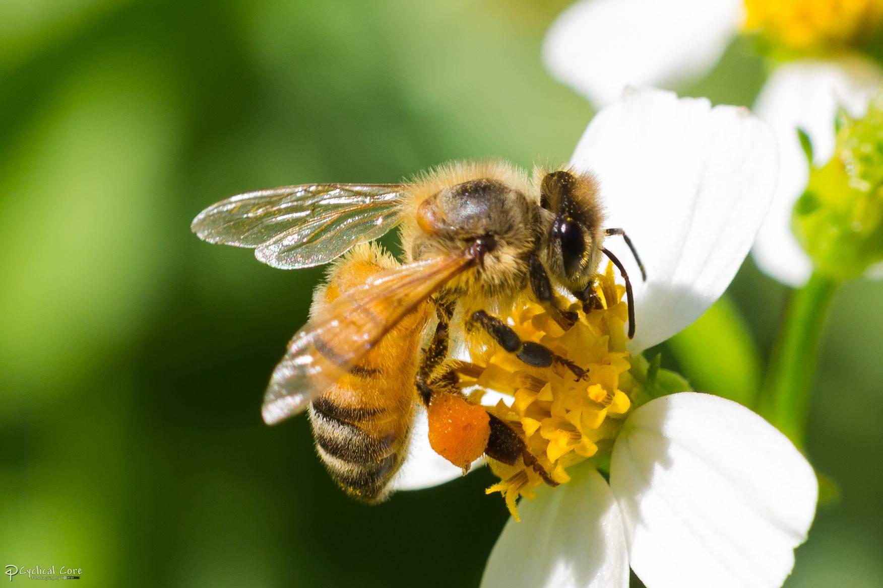 О пчелином яде: состав, как добывают и собирают, влияние на организм человека