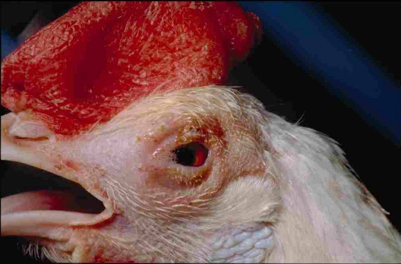 Микоплазмоз у кур: симптомы и лечение