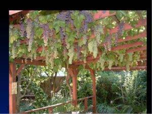 Совместимость винограда с другими растениями: что посадить рядом и что нельзя