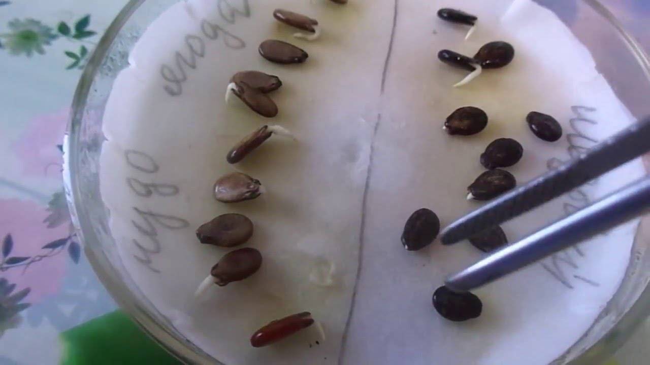 Арбузы посадка семенами семена сибирских производителей