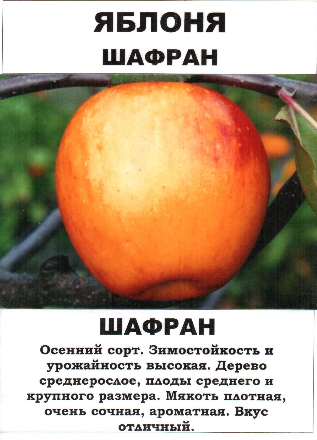 Яблоки пепин шафранный описание фото