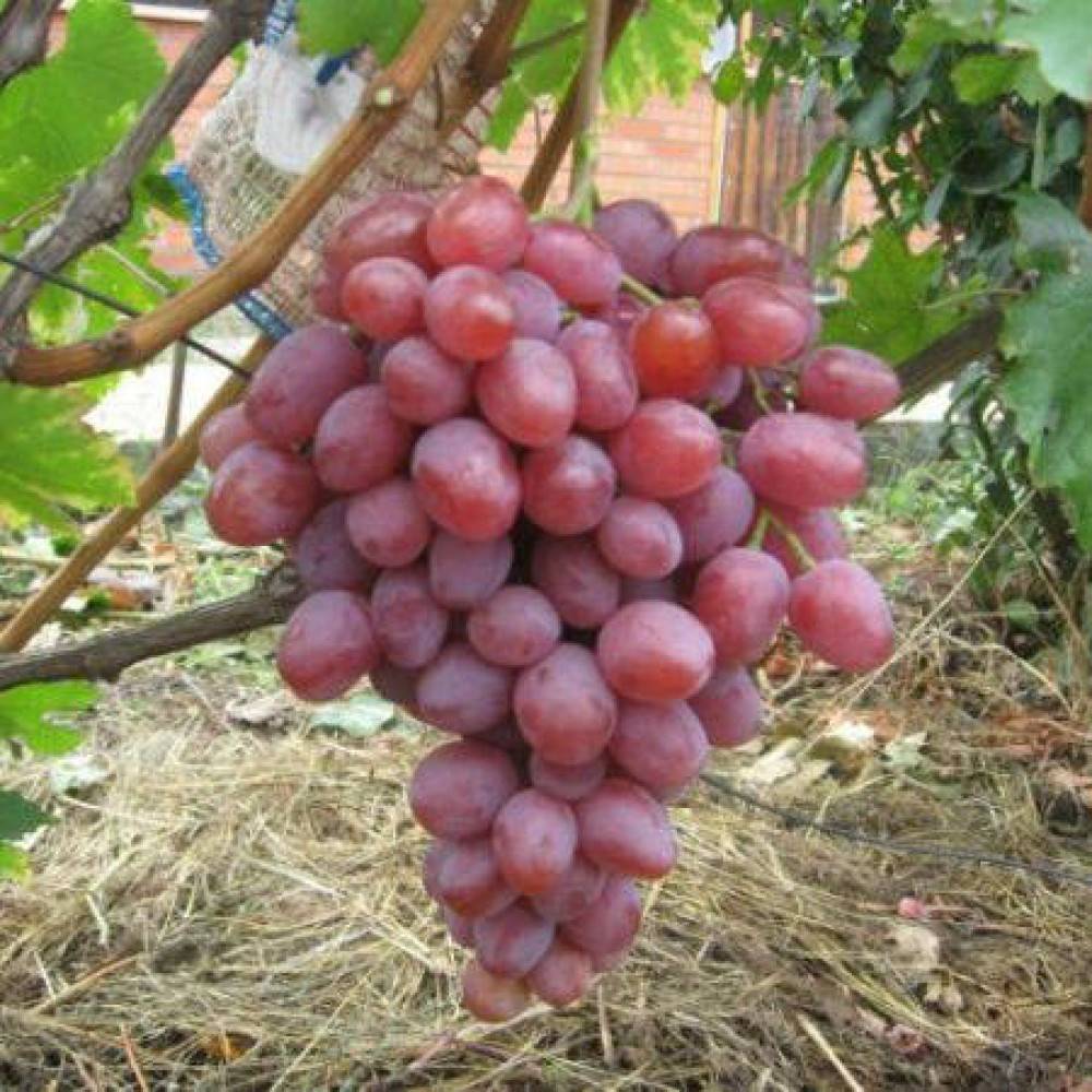 Виноград анюта: описание сорта, достоинства и недостатки