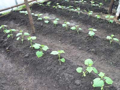 Огурцы в теплице из поликарбоната: как правильно вырастить? сроки посадки, уход и урожайность овоща