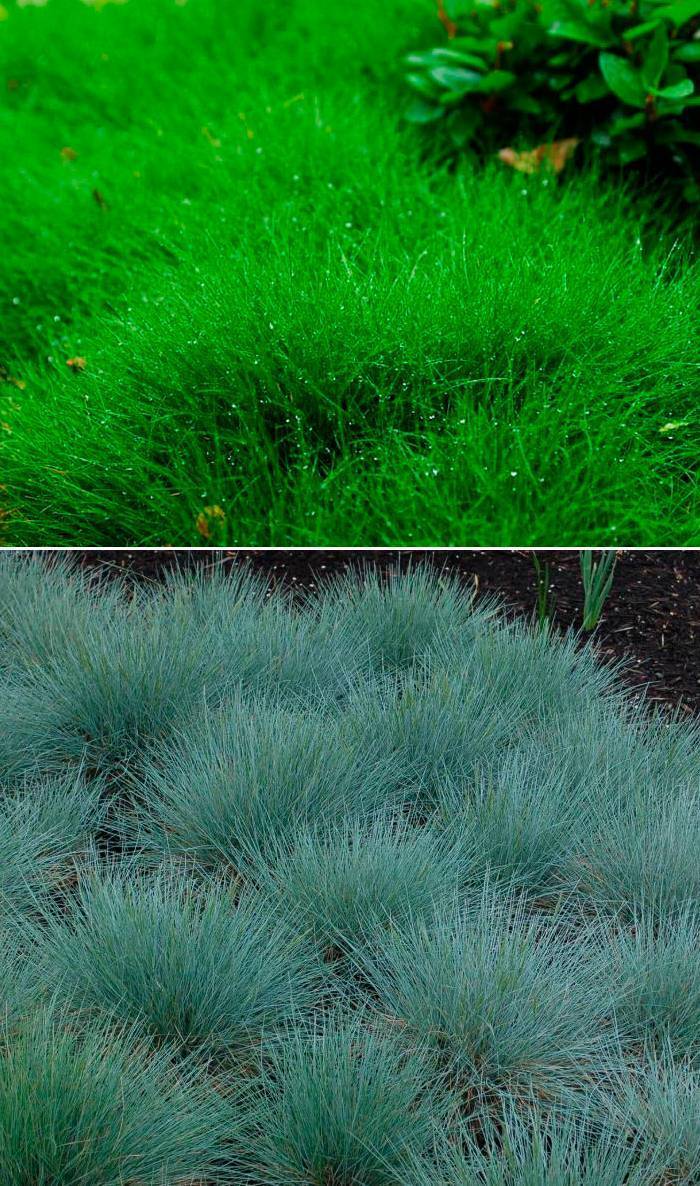 Лечебные свойства растения живокость полевая, сетчатоплодная, применение травы в народной медицине