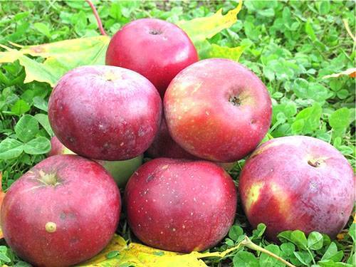 Яблоня флорина – секреты выращивания сорта, описание, фото, видео