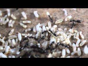 Как избавиться от муравьев садовых народными средствами?