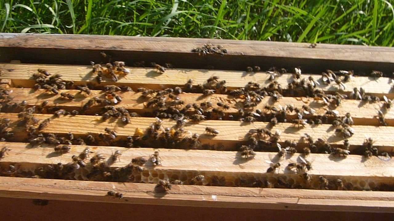 Отводки пчел самыми простыми способами
