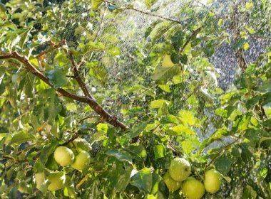 Как поливать плодовые деревья в саду  — секреты опытных садоводов