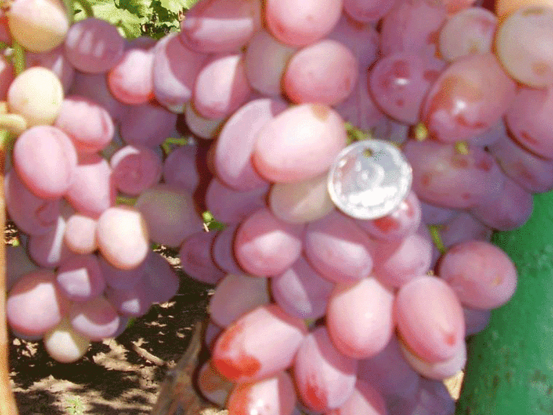 Сорт винограда «гелиос»