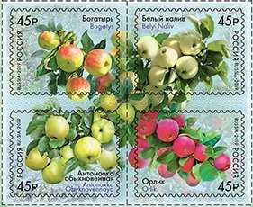 Описание и особенности выращивания яблони богатырь