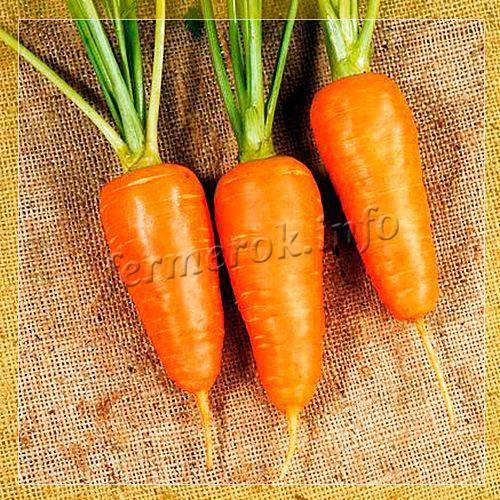 Описание и фото морковки шантане