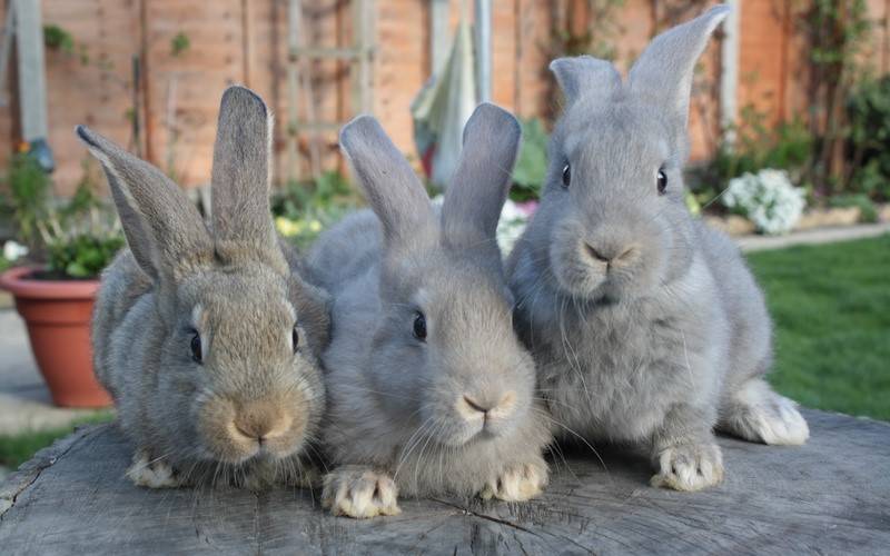 Вакцина раббивак v спасет кроликов от вгбк