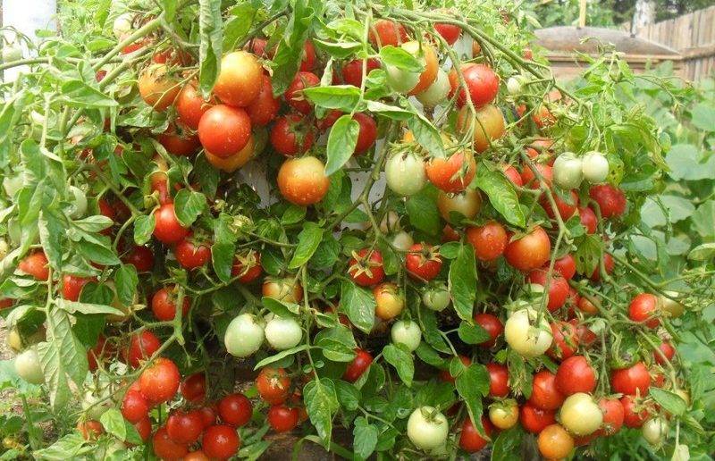 Непасынкующиеся: описание сортов томата, характеристики помидоров, посев