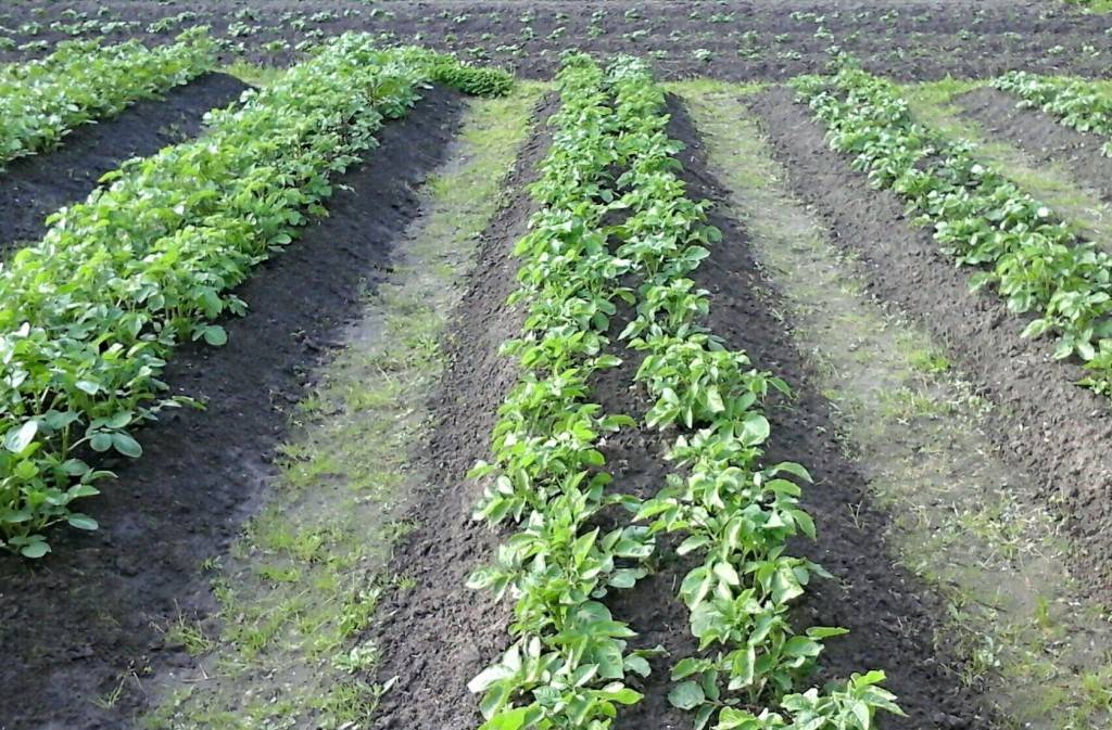 Метод Митлайдера: как сажать картофель, схема посадки, выращивание