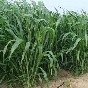 Могильник трава: описание, свойства и применение