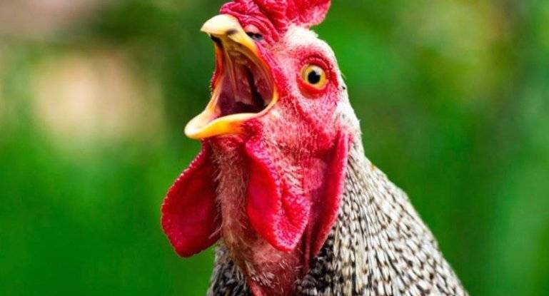 Почему у петуха или курицы на гребне появляются черные пятна, причины болезни и методы лечения