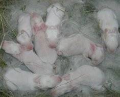 Новорождённые крольчата: уход за кроликами и крольчихой