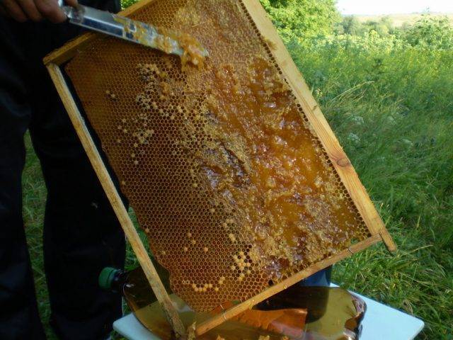 Сколько меда дает один улей за сезон и за год? какие факторы влияют на производительность пчёл?