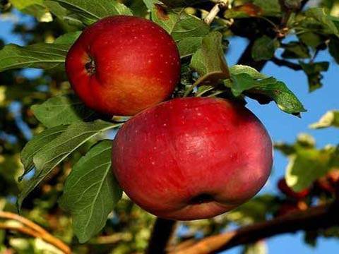 Внушительный размер плодов с пряным вкусом — яблони сорта бельфлёр-китайка