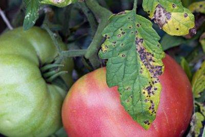 Как избавиться от совки на помидорах с помощью химических и народных средств, меры профилактики