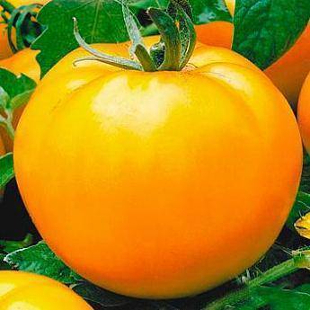Томат "анюта f1": описание и характеристика сорта, фото помидоров, особенности выращивания