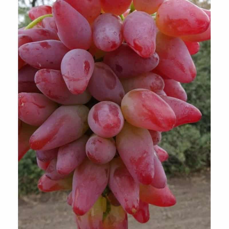 Описание и характеристика винограда ромбик