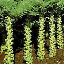 Как вырастить капусту кольраби в открытом грунте?