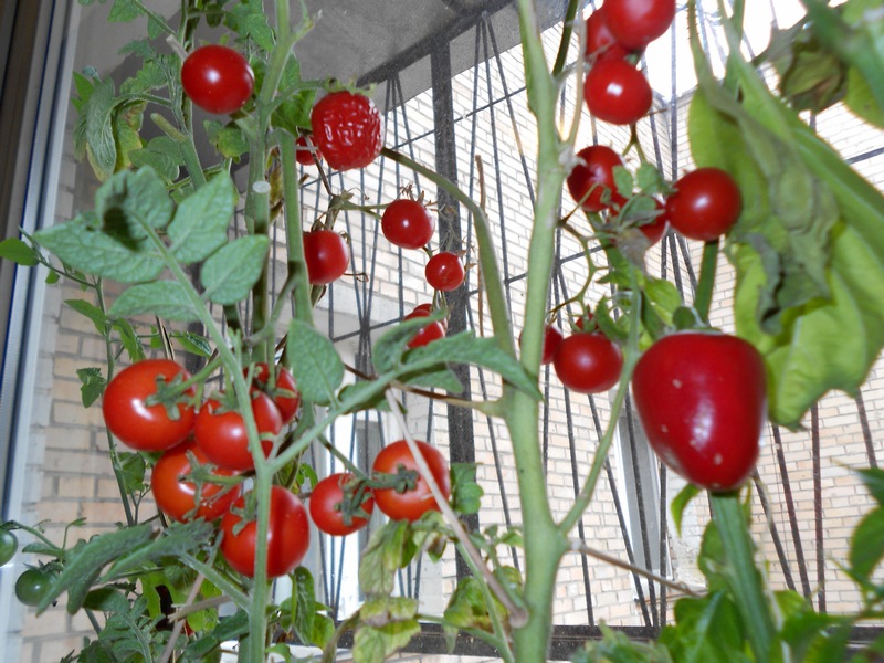 Уход за томатами от а до я. секреты выращивания помидоров в открытом грунте